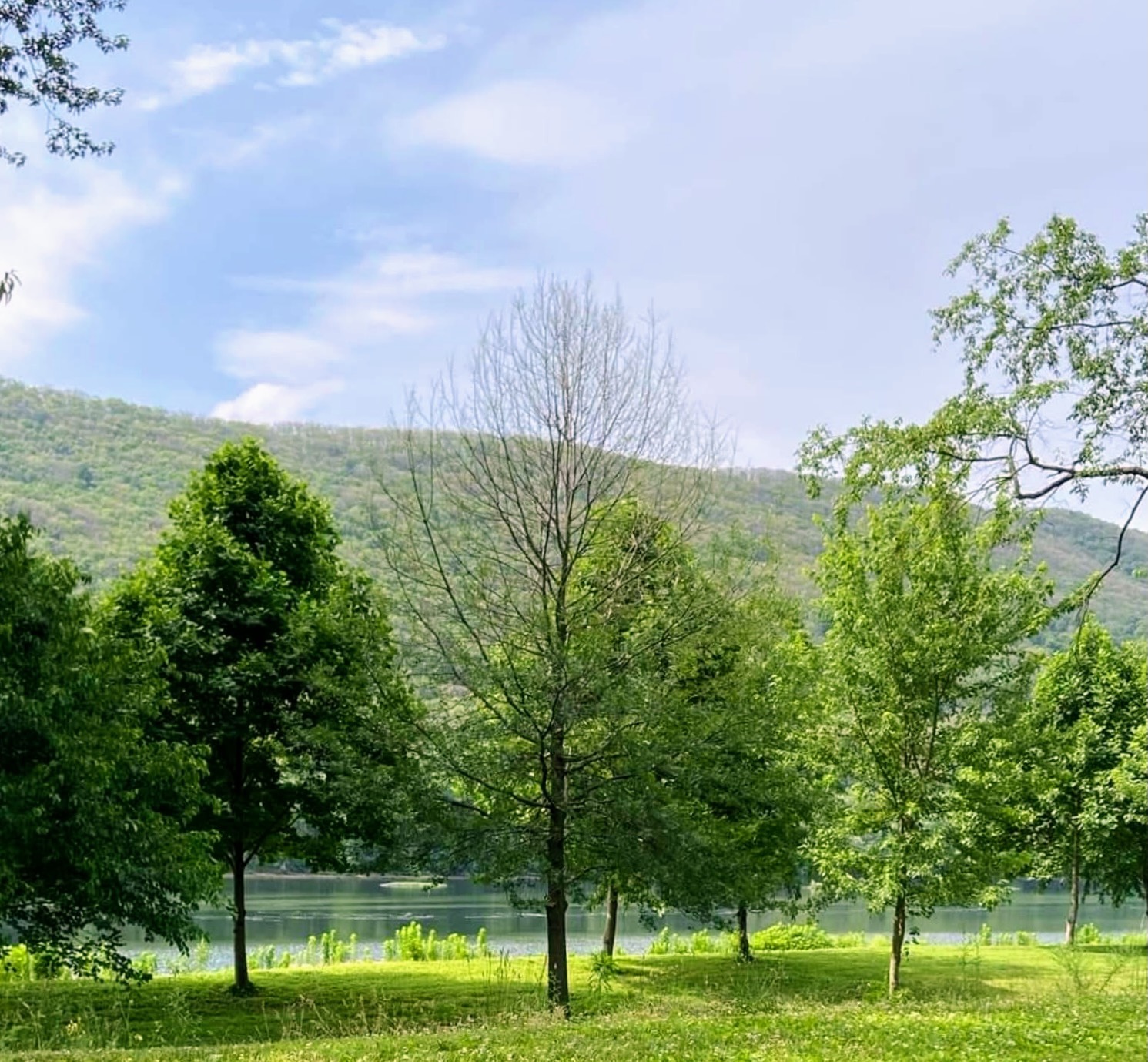 That Which Appears to be Dead