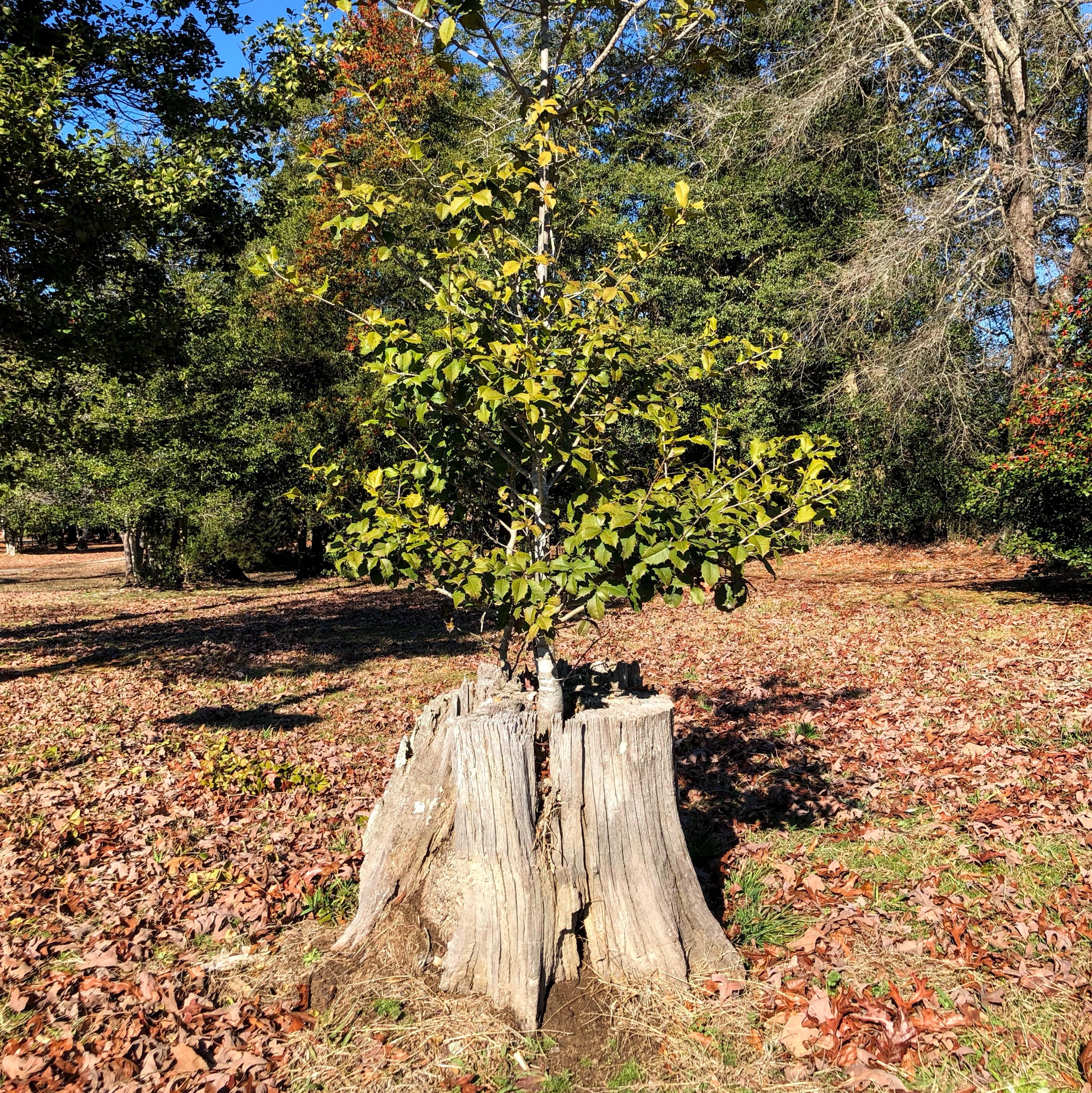 Post-Traumatic Resilience