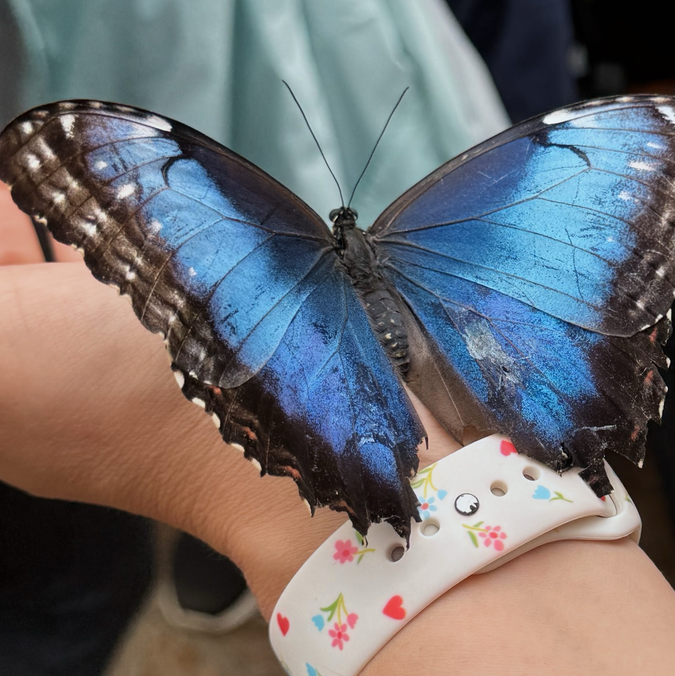 Undone to Become: Butterflies and Sanctification