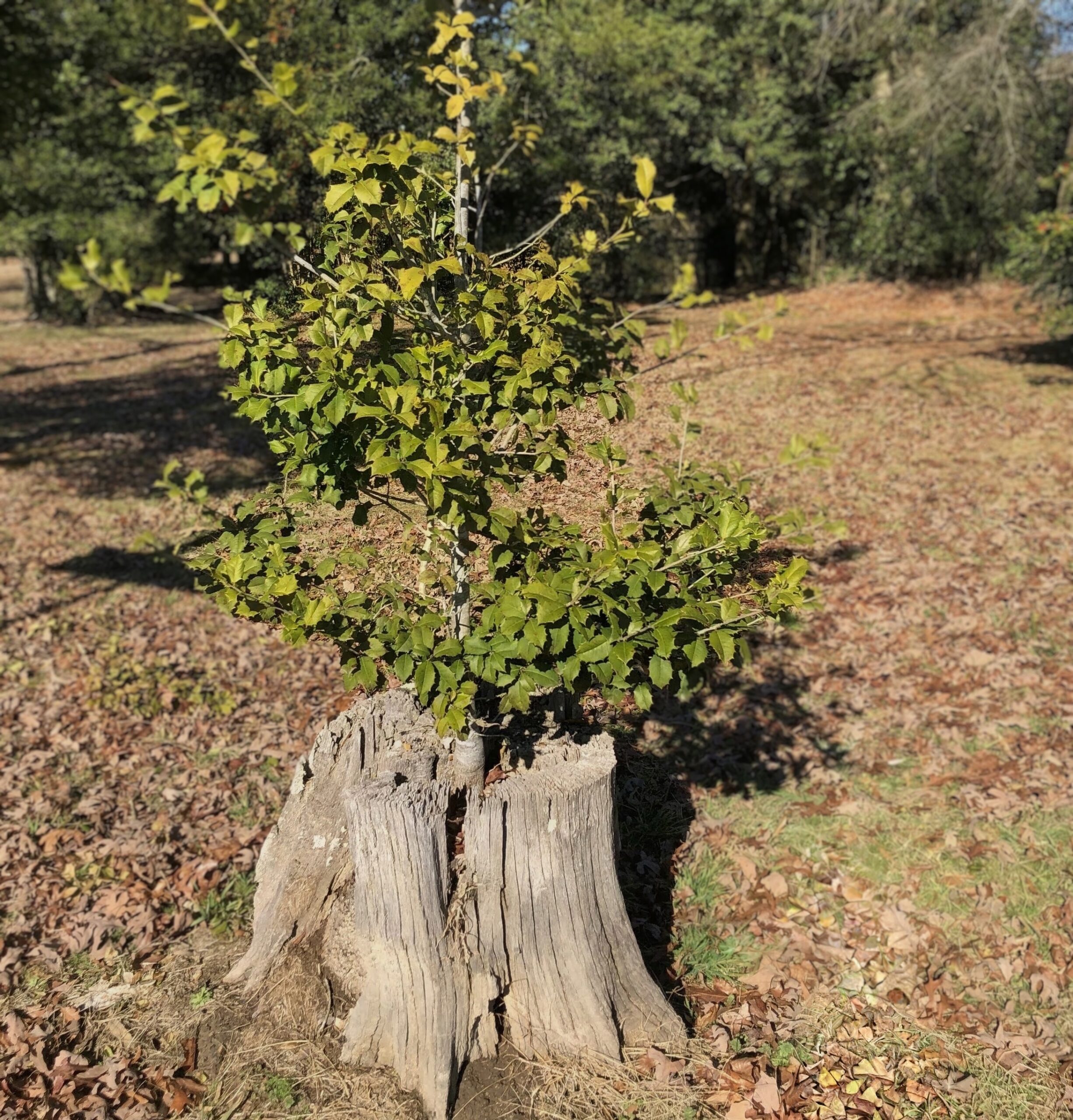 Resilient Roots: Living Again After Loss